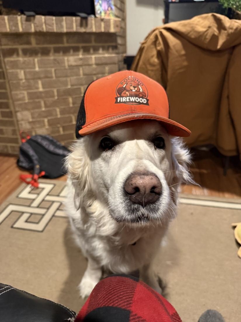 A golden retriever wearing a Pocono Firewood hat